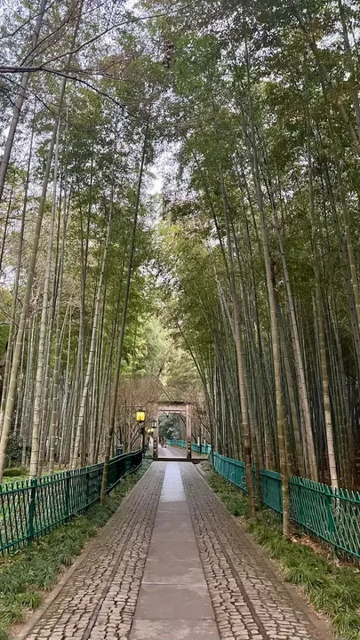 竹林夹着一条石板路