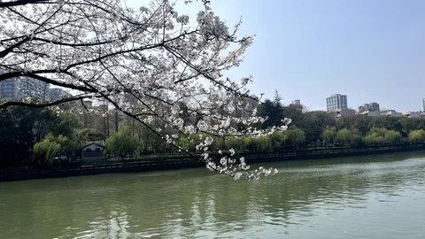 【春】京杭大运河畔