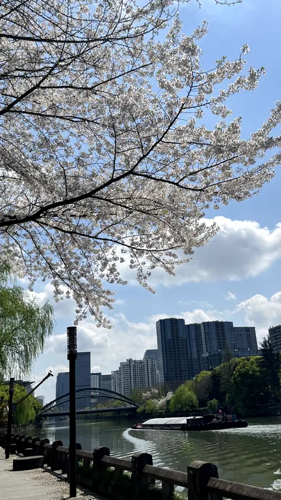 花枝下的河道与桥