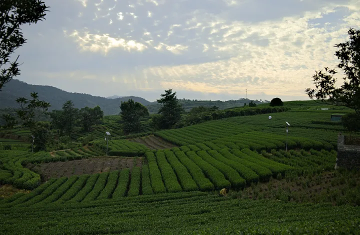晨光穿过云层，村民在层层茶垄间劳作