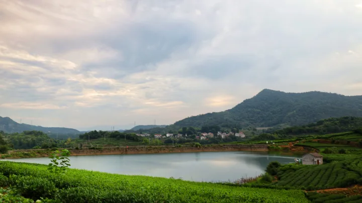 清晨茶园环绕的水面，远处是村舍与青山