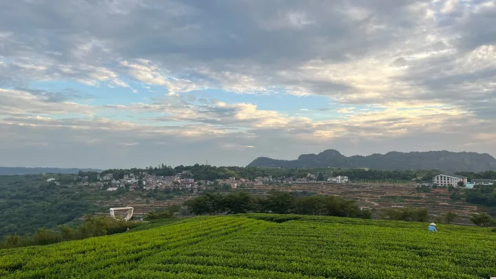 日光下的绿色茶垄与劳作的人，远处是山坡上的村舍